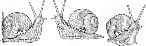 Hand Drawn Snail Illustration Set Showing Garden Snails In Vintage Engraving Style Isolated On White Background, Nature, Wildlife, Mollusk And Botanical Design Concept