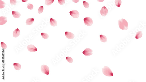 Falling Pink Petals on White Background - Spring Blossom