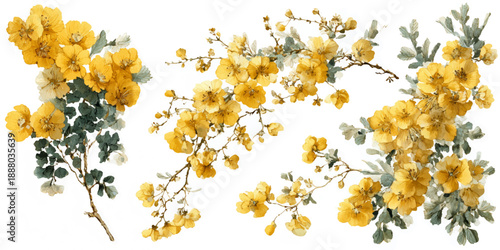 Bright yellow flowers on branches, watercolor illustration