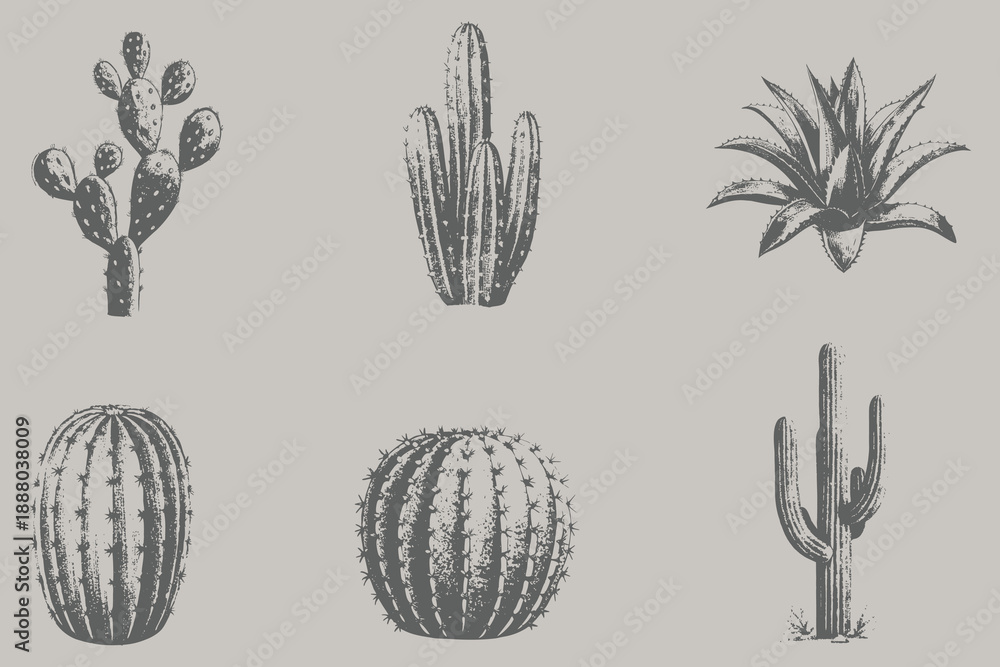 Fototapeta premium Engraving style Prickly Pear Cactus, Barrel, Saguaro, Aloe Vera, Fairy, Ball Cactus vector illustration. Collection of different varieties of cacti. Set of desert plants. Eps 10
