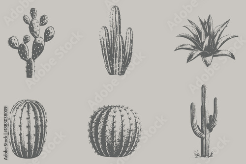 Engraving style Prickly Pear Cactus, Barrel, Saguaro, Aloe Vera, Fairy, Ball Cactus vector illustration. Collection of different varieties of cacti. Set of desert plants. Eps 10