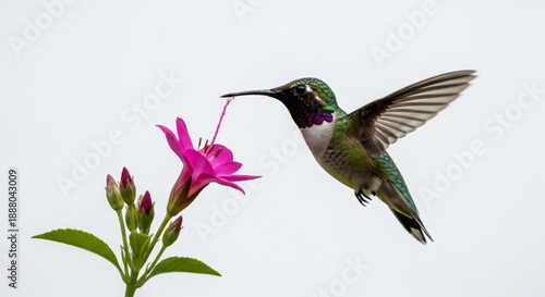 Hummingbird Hovering Nectar Nature Silhouette
