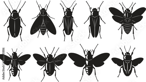 Collection of various insects with distinctive wing and body features