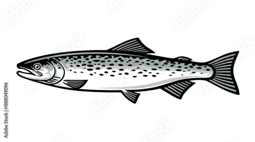 Stylized Monochrome Salmon Fish Illustration. Atlantic or Pacific Trout Species, Graphic Drawing Isolated on White Background.