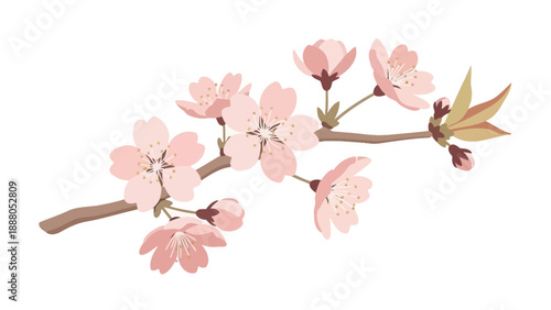 Spring Cherry Blossom Branch with Pink Flowers and Buds