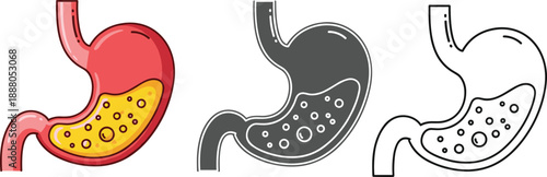 Human stomach illustration, digestive anatomy, acid content, medical concept, colored, grayscale, line drawing, vector set, health education, biology design