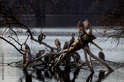 Sunning in the Morning