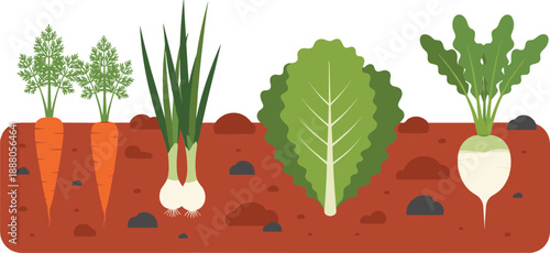 Vegetables growing underground vector illustration, carrot onion lettuce and radish plants in soil for farming design