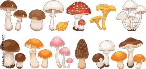 Set of hand drawn wild mushrooms vector illustration, forest edible and poisonous fungi collection for autumn nature design