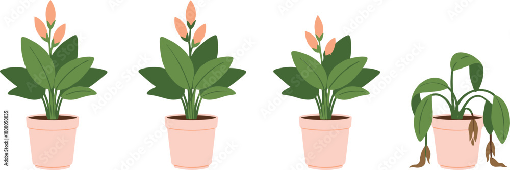 Ταπετσαρία Set of potted houseplants growth stages vector illustration, healthy and wilted