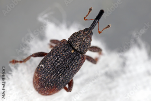 Bradybatus kellneri, beetle, weevil in family Curculionidae. The larvae develop in maple buds. © Tomasz