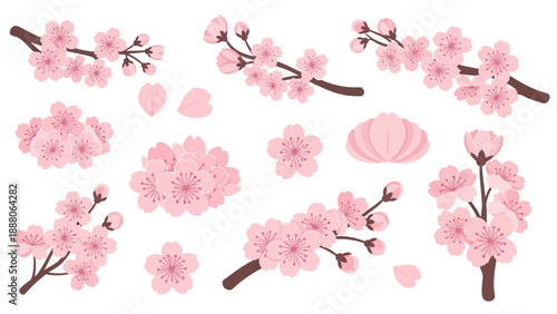 Cherry Blossom Branches and Petals, Pink Sakura Flowers Vector Illustration