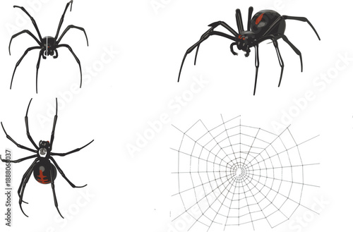 black widow spider illustration set realistic arachnid insect isolated spiderweb halloween danger
