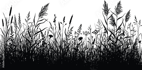 Wild grass and meadow plant silhouettes vector, dense natural foliage border with reeds and flowers, countryside landscape design, black and white illustration