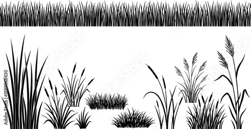 Grass and reed silhouettes collection illustration, wild plants and cattails elements, meadow vegetation set, natural landscape borders, black and white vector design