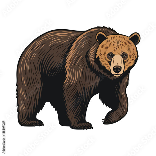 Grizzly bear walking forward vector illustration isolated on white background