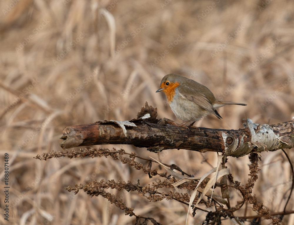 Fototapeta premium robin on a branch