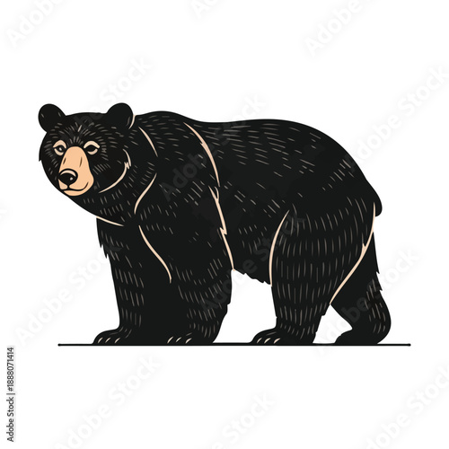 Grizzly bear walking forward vector illustration isolated on white background