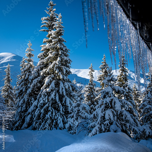 Alpine Winter
