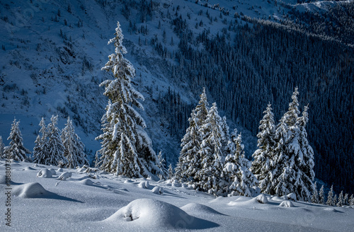 Alpine Winter
