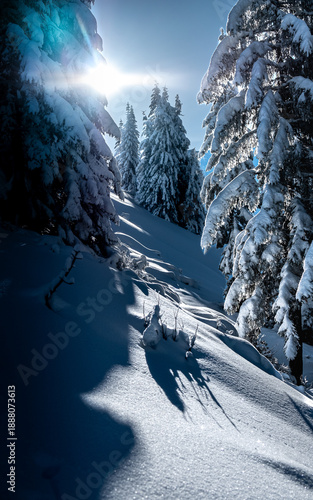 Alpine Winter
