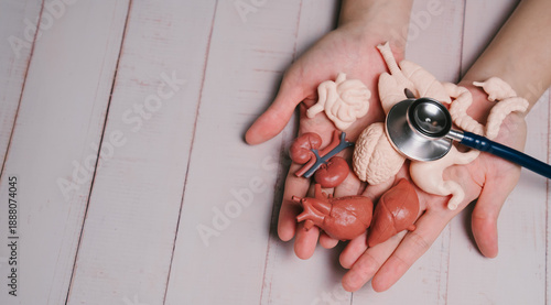 health checkup concept. Human hands holding plastic model of internal organs with stethoscope on wooden table, medical concept