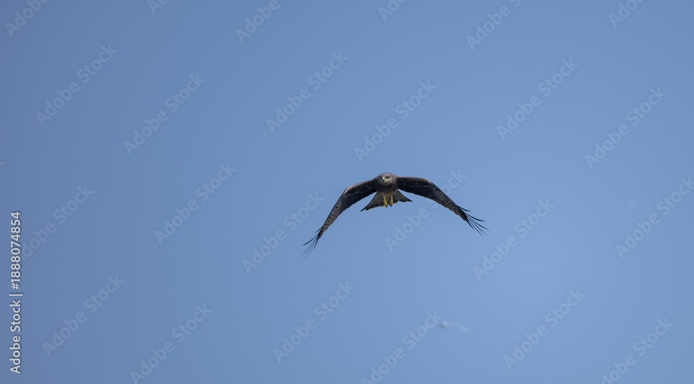 Obraz premium Black Kite (Milvus migrans) eagle bird flying in sky.