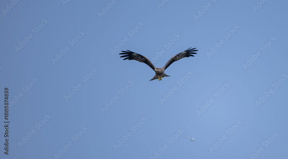 Obraz premium Black Kite (Milvus migrans) eagle bird flying in sky.