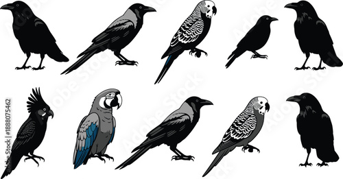 Vector Set of Detailed Bird Silhouettes and Illustrations, Featuring Crows, Parrots, Budgies, Ravens, and Cockatoos Isolated on White Background,