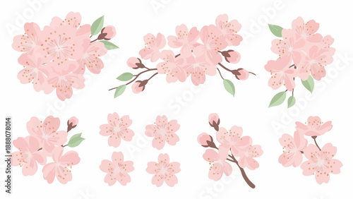Pink Cherry Blossoms Flowers Sprigs Isolated on White Background