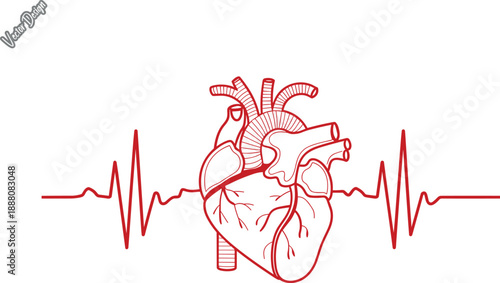 Heart vector,  Heartbeat . Anatomical Human Heart with EKG Heartbeat Pulse Line, Medical Vector Illustration for Cardiology, Health, and Fitness Concept