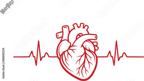 Heart vector,  Heartbeat . Anatomical Human Heart with EKG Heartbeat Pulse Line, Medical Vector Illustration for Cardiology, Health, and Fitness Concept