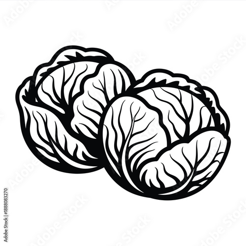 Black and white illustration depicting two heads of leafy cabbage