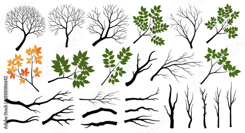 Collection of various tree branches and leaves in different seasons, showcasing nature's changes