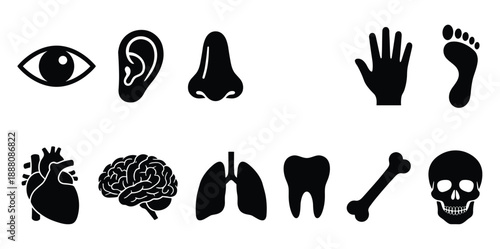 Human body parts and anatomical organs including an eye, ear, heart, brain, and bones