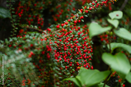 Close-up of bright red Cotoneaster berries in autumn. Ripe firethorn fruits on branches with green leaves