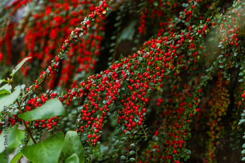 Cotoneaster with red berries in autumn