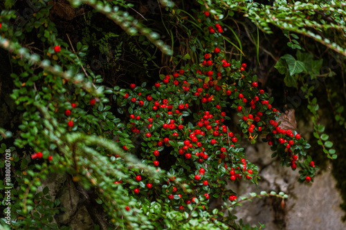 Close-up of bright red Cotoneaster berries in autumn. Ripe firethorn fruits on branches with green leaves, natural background, selective focus.