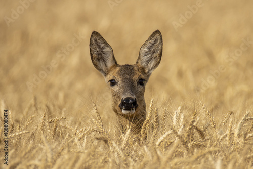 Wallpaper Mural roe deer in the grass Torontodigital.ca