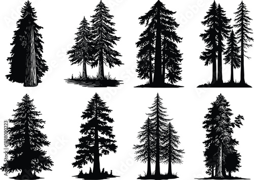Pine Tree Silhouette Vector Collection With Tall Evergreen Conifer Trees, Isolated Nature Elements For Logo, Poster, Branding Design