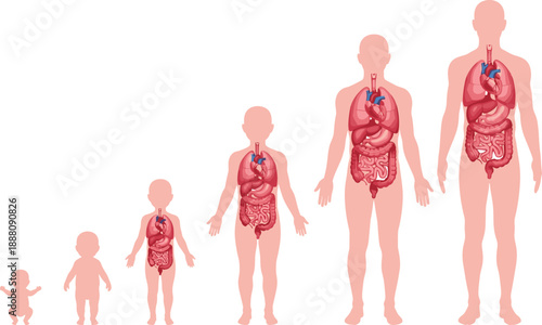 Human body growth stages with internal organs illustration, anatomy development from baby to adult, digestive and respiratory systems, medical education vector diagram