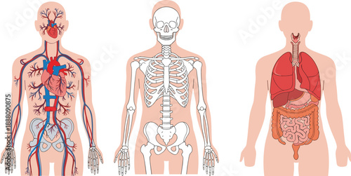 Human anatomy system illustration showing circulatory, skeletal and digestive organs, educational medical diagram, internal body structure, flat vector design