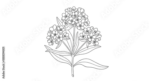 A detailed black and white line art illustration of a flowering milkweed plant known for attracting monarch butterflies in nature.