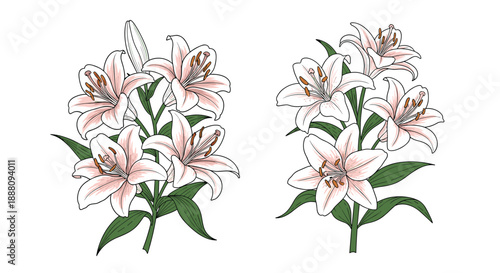 A beautiful set of two pink lily flower bouquets illustrated in a detailed and realistic vintage botanical art style.