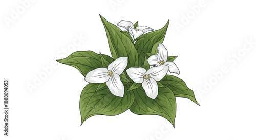 A beautiful watercolor-style illustration of a white trillium flower cluster with lush green leaves isolated on a white background.