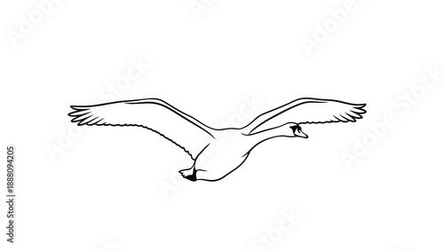 Seagull flying with outstretched wings