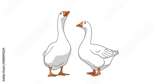 A pair of white domestic geese standing together with one stretching its neck to look up on a white background.