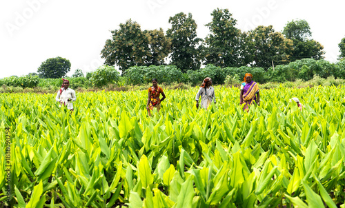 Indian farmer working at green turmeric agriculture field.