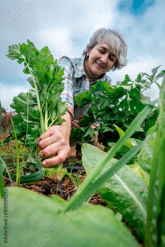Slika na platnu Woman farmer kneeling, smiling while pulling fresh celery from the soil