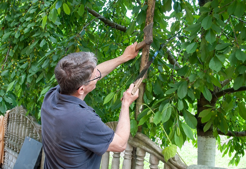 A middle-aged man sawing wood. Sawing wood with a handsaw